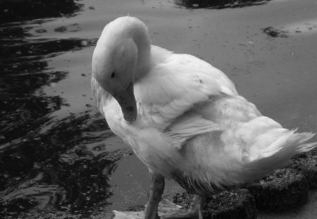 Duck - duck, black, white, animal, water, nature, animals