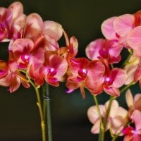 *** Pink orchids ***