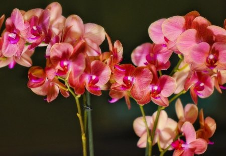 *** Pink orchids *** - flowers, orchids, pink, nature