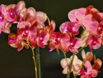 *** Pink orchids ***