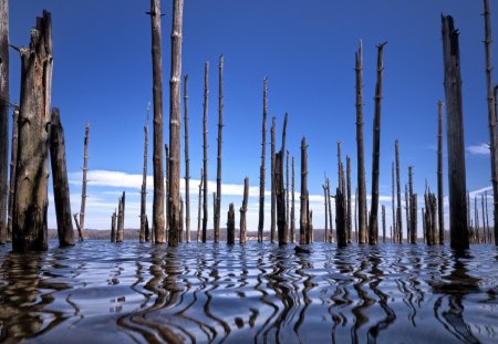 trunks of dead trees - sky, tree, clouds, trunks