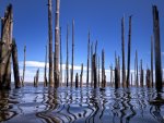 trunks of dead trees