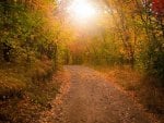 leaf-strewn path