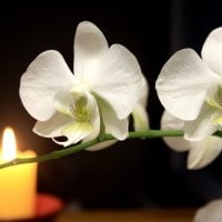 *** White orchids ***