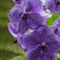 *** Purple orchids ***