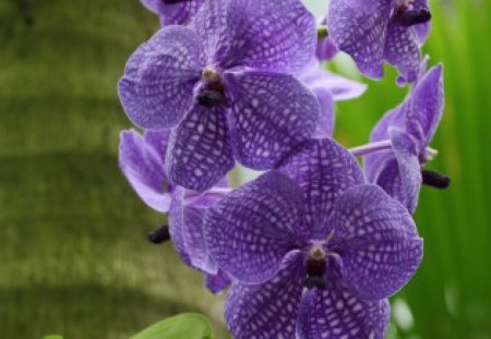 *** Purple orchids *** - flowers, purple, orchids, nature