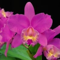 *** Beautiful pink orchids ***