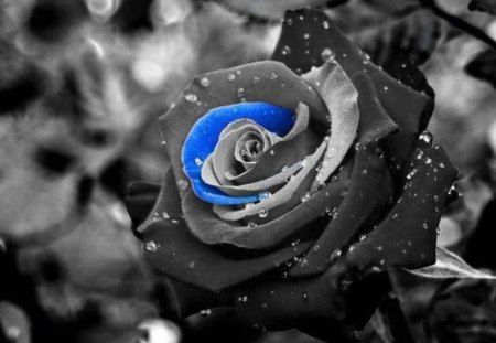 Black magic rose