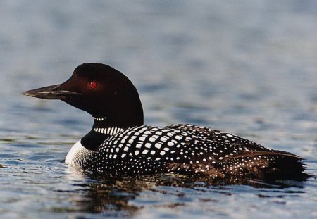 Common Loon - bird, black, white, water, haunting song, loon