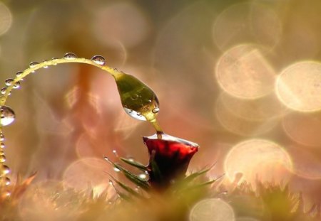 after rain - red, dew, water, bug, poppy, grass