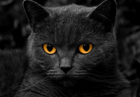 *** Beautiful black cat *** - cat, cats, animals, animal, black