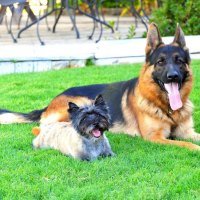 german,shepherd  and friend