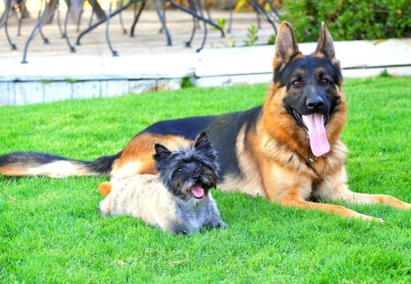 german,shepherd  and friend - police, war, dog, german shepherd