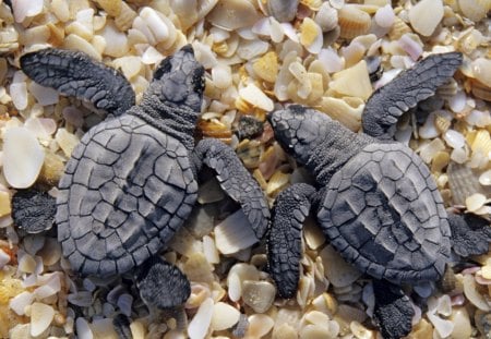 *** Two small turtles *** - animal, animals, small, two, turtles