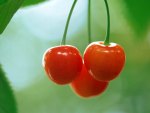 Cherries