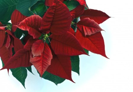 *** Poinsettia *** - poinsettia, flowers, nature, red