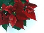 *** Poinsettia ***