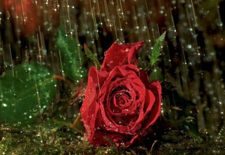 *** Beautiful velvet rose and drops *** - nature, red, velvet, flowers, rose, drops