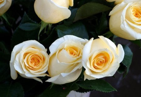 *** White roses *** - white, nature, flowers, roses