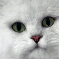 White Persian - Cat 