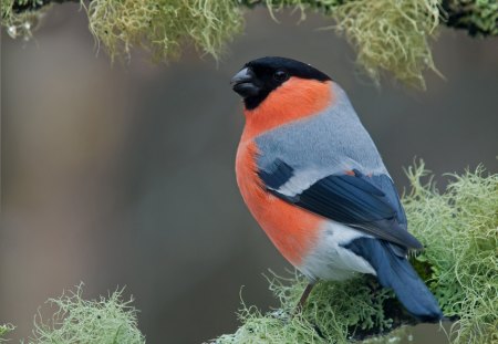 *** Bullfinch *** - bullfinch, colorful, birds, animals