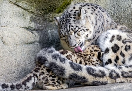 *** Snow leopards *** - snow, leopards, animal, animals