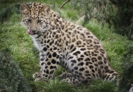 *** Leopard *** - animal, leopard, animals, snow