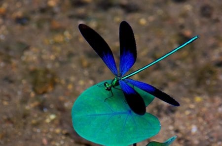 *** Dragonfly *** - dragonfly, animals, blue, animal, color