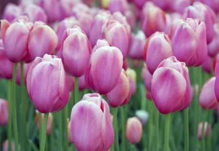 ~Tulip Field~ - nature, pretty, pink, tulips, field, flowers, spring