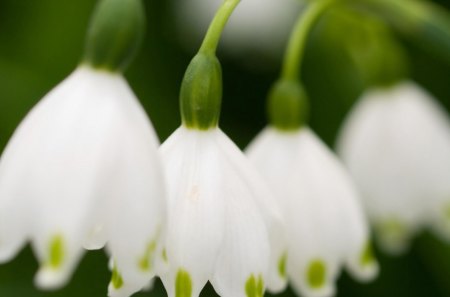 ~Spring's Bells~ - flowers, white, divine, green, lily of the valley, spring, bells