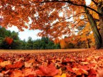 Red Forest Floor