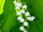 ~Lily of The Valley~