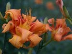 ~Lovely Orange Lilies~