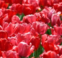 ~Pink & Red Tulips~