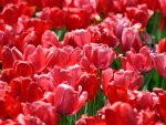 ~Pink & Red Tulips~