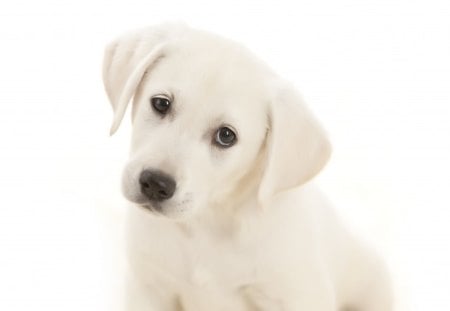 Tender Look♥ - moments, forever, lovely, love, sweet, white, priceless, dogs, look, cute, innocence, adorable, puppy, tender, animals, immaculate