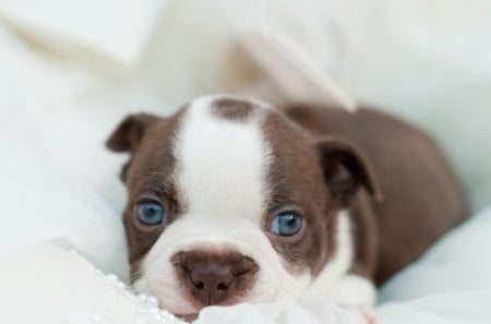 Blue-eyed Sweetheartâ™¥ - love, adorable, puppy, animals, cookie, delicious, sweetheart, lovely, white, brown, sweetest, forever, dogs, blue-eyed