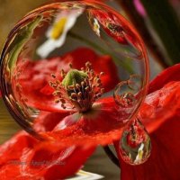 poppy bubble