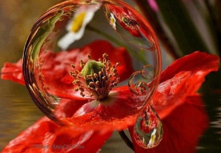 poppy bubble - bubble, poppy, summer, red