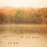 *** Migrating birds in autumn ***