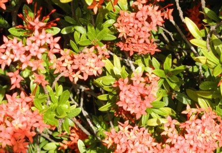 Flowers from Aruba Island - fields, nature, photgraphy, red, green, flowers