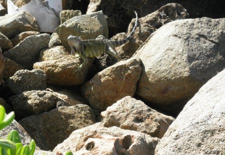 Iguana on the rocks - grey, photography, green, iguana, lizard, rocks