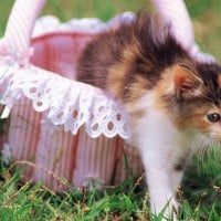 calico kitten coming out a basket