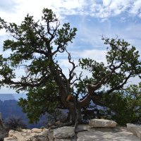 Ponderosa Pine - Grand Canyon, AZ