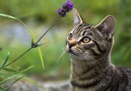 Tabby cat - tabby, cat, green, feline, weed, grass