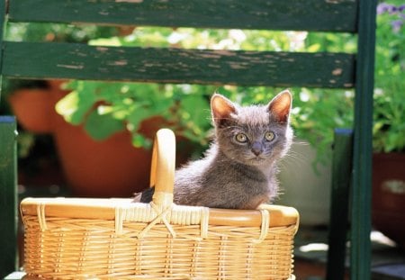 A kitten in a basket - kitten, feline, basket, wood, chair