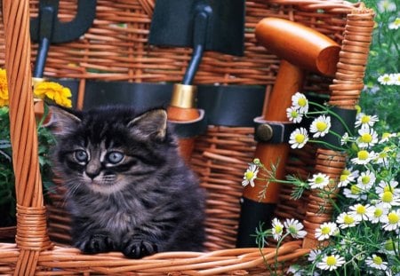 A kitten with flowers in a basket - flowers, basket, kitten, feline, garden tools