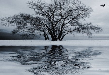 Winter Flight - winter, birds, reflection, snow, water, ice