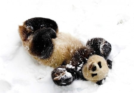 Winter fun - nice, fun, joy, game, panda, snowy, cute, adorable, bear, winter, funny, playing, lovely, nature, snow, beautiful, sweet