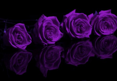 Purple Roses - purple, oses, flowers, rose